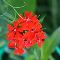 Лихнис халцедонский :: Светлана 
