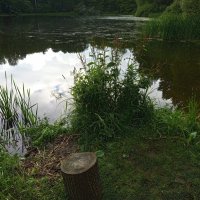 Самый дикий пруд Измайловского парка :: Андрей Лукьянов