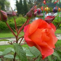 Розы всегда прекрасны! :: Татьяна Р 