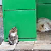 В Пятерочке :: Венера Чуйкова