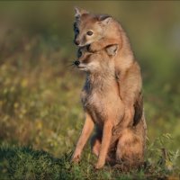 ЖМУРКИ :: Влад Соколовский