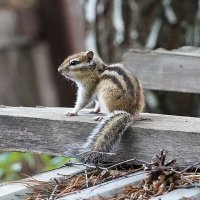 Из фотосессии с бурундуками :: Галина Кан Из фотосессии с бурундуками :: Галина Кан