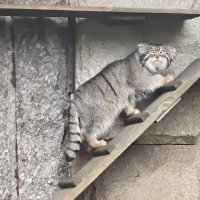 Манул Тимофей :: <<< Наташа >>>