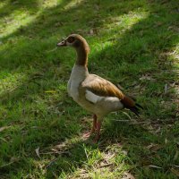 Тель-Авив  2026г Река и парк Яркон  Нильский гусь :: ujgcvbif 