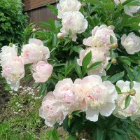 Пионы :: Мария Васильева Пионы :: Мария Васильева