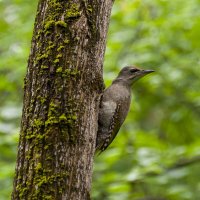 Седой дятел (Picus canus). Птицы Сибири. :: Вадим Басов Седой дятел (Picus canus). Птицы Сибири. :: Вадим Басов