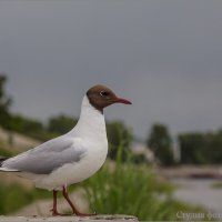 Чайка-наблюдатель :: Студия фотографии
