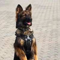 Собачка Рэкс :: Сергей Киршин Собачка Рэкс :: Сергей Киршин