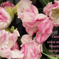 Смотри какая красота... :: Лилия * Смотри какая красота... :: Лилия *