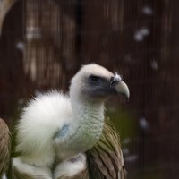 Калининградский зоопарк. :: Константин Белоногов