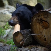 Калининградский зоопарк. :: Константин Белоногов