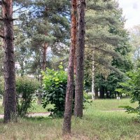 Июль :: Наталья Герасимова
