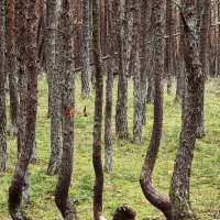 Танцующий лес на Куршской косе. :: Сергей Адигамов