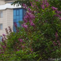 Городская сирень :: Студия фотографии Городская сирень :: Студия фотографии