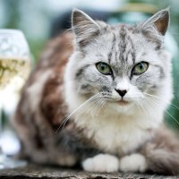 ... :: Владимир Салапонов