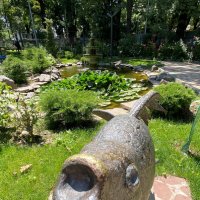золотая рыбка Алматы :: Savayr золотая рыбка Алматы :: Savayr