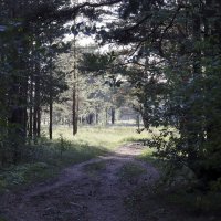 Лесная дорожка. :: Александр Николаев Лесная дорожка. :: Александр Николаев