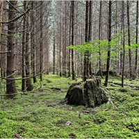 В июльском лесу. :: Валерия Комова