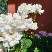 Белые розы :: Мария Васильева