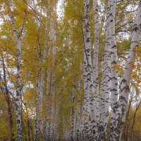 прекрасный октябрь :: Елена Шаламова