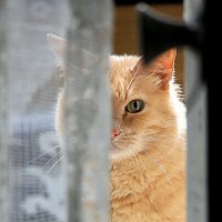 маленькие радости :: Олег Лукьянов