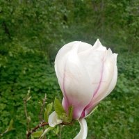 Магнолия :: Мара Абрамова