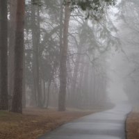 В утреннем тумане.......... :: Юрий Цыплятников