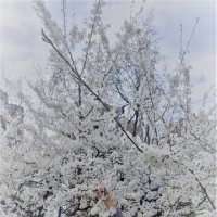 Стиль :: Лана 