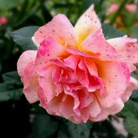 Розачка :: Елена Сухорученкова
