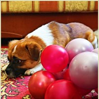 Именинник. Яшеньке 2 года. :: Валерия Комова Именинник. Яшеньке 2 года. :: Валерия Комова