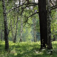 природа :: Ольга Гомзина