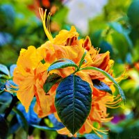 рододендрон :: Laryan1 рододендрон :: Laryan1
