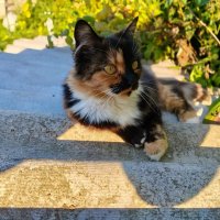 Сибирская кошечка. :: Елена Сухорученкова