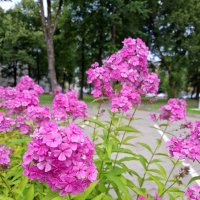 Флоксы :: Veera V Флоксы :: Veera V
