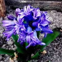фиолетовые цветы :: Владимир 