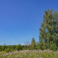В поле... :: Владимир Жданов В поле... :: Владимир Жданов