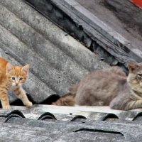 Домашние животные :: жанна нечаева Домашние животные :: жанна нечаева
