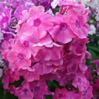 Флоксы :: Наталья Герасимова