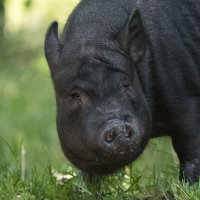 *** :: Владимир Безбородов *** :: Владимир Безбородов