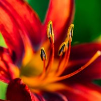 Lilium :: Александр Бродский