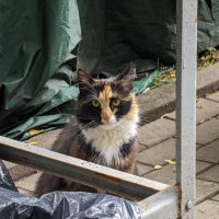 Приходская кошечка :: Andrew Приходская кошечка :: Andrew