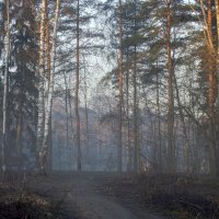 Утро у озера............ :: Юрий Цыплятников