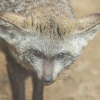длинноухая лисица :: Аркадий Лаптенко