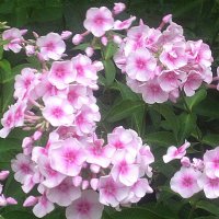 Флоксы цветут :: Елена Семигина