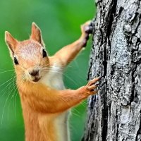 Про одну белочку... :: Николай Саржанов Про одну белочку... :: Николай Саржанов