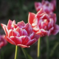 Тюльпановое очарование. :: Лилия * Тюльпановое очарование. :: Лилия *