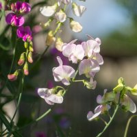 Природа :: Yuriy V Природа :: Yuriy V