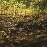 №129 :: Alex Bes