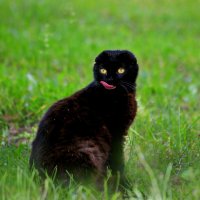 После вкусного обеда.