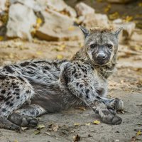 Гиена :: SanSan 